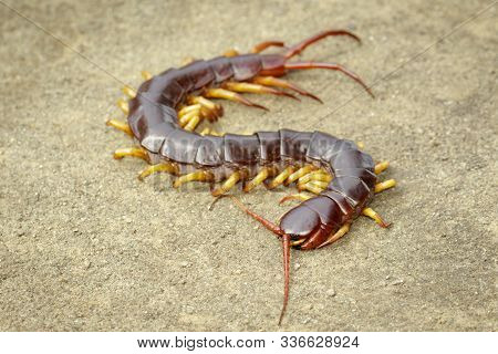 Image Of Centipedes Or Chilopoda On The Ground. Animal. Poisonous Animals.