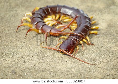 Image Of Centipedes Or Chilopoda On The Ground. Animal. Poisonous Animals.