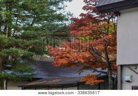 Autumn Scenery Of Oirase Gorge, Japan