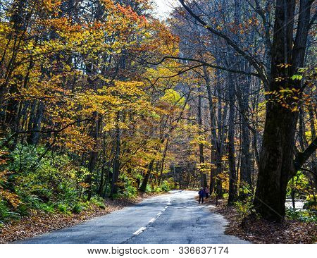 Autumn Scenery Of Oirase Gorge, Japan