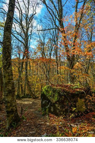 Autumn Scenery Of Oirase Gorge, Japan