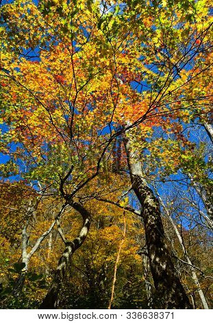 Autumn Scenery Of Oirase Gorge, Japan
