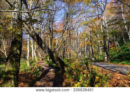 Autumn Scenery Of Oirase Gorge, Japan