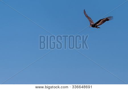 A White-headed Vulture -trigonoceps Occipitalis- Circling Over Etosha National Park, Namibia.