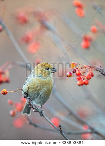 Pine Grosbeak, Pinicola Enucleator, Female Bird Feeding On Berries, Beautiful Autumn Colors
