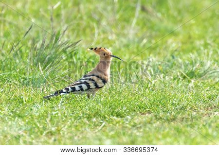 Hoopoe, Common Hoopoe (upupa Epops) Eurasian Hoopoe