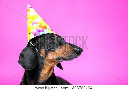 Portrait Of Funny Black And Tun Dachshund Wearing Bright Dunce's Cap.