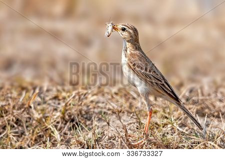 Paddyfield Pipit With A Grasshopper Catch In Dry Grass