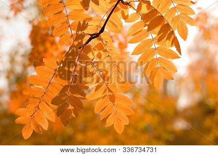 Golden Rowan Leaves Close Up On Yellow Background