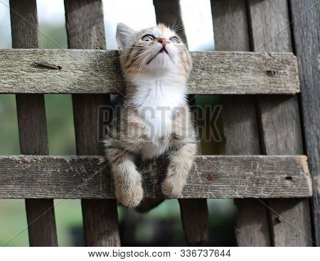 Gray Kitten Climbs Through The Hole In The Gate