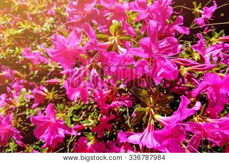 Mirabilis Is A Genus Of Plants In The Family Nyctaginaceae Known As The Four-oclocks Or Umbrellawort