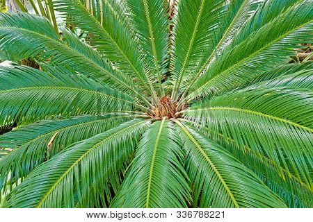 Closeup View Of Flower Of Female Sago Palm Cycas Revoluta , Also Known As King Sago Palm.