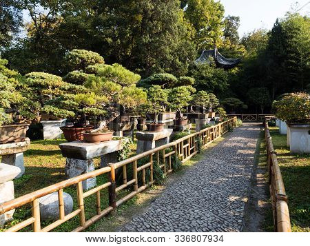 Suzhou, China - October 30, 2017: Bonsai Installation At Lingering Garden, One Of The Most Famous Cl