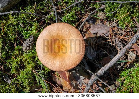Russula Mushroom In Forest. Little Edible Fungus. Edible Tasty Mushroom.