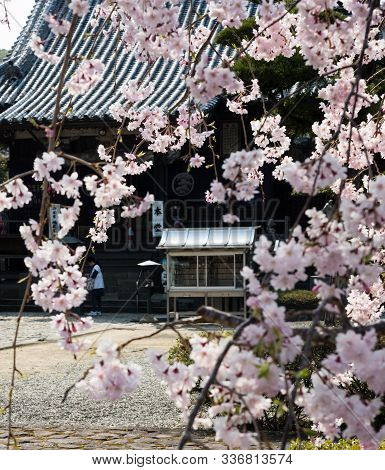 Tokushima, Japan - April 2, 2018: Cherry Blossoms At Jizoji, Temple Number 5 On Shikoku Pilgrimage