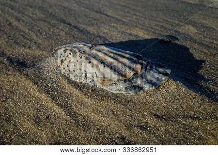 Seashell On A Windswept Atlantic Ocean Beach In The Late Afternoon Sun. The Shell Is A Hard, Protect