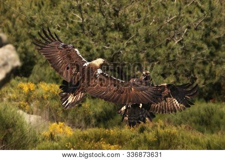 Golden Eagle (aquila Chrysaetos) And Spanish Imperial Eagle (aquila Adalberti) Fighting Together. Th