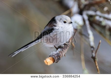 Long-tailed Tit Is White Long Tailed Bird