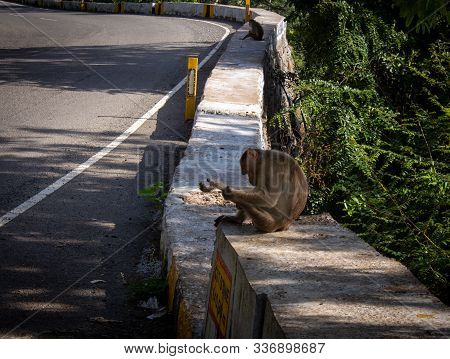 Monkeys Sitting On Parapet Wall Along The Ghat Road To Yercaud, Salem, India. Photographed With Focu
