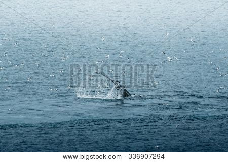 3 Humpback Whale Dive Near Ilulissat Among Icebergs. Their Source Is By The Jakobshavn Glacier. The 
