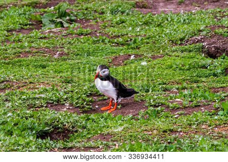 Colony Of Puffins, With Brightly Coloured Beaks,  Also Knows As Puffinry, A Circus, A Burrow, A Gath