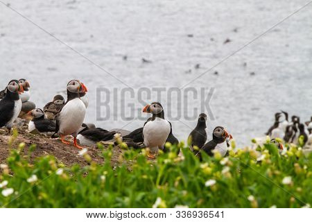 Colony Of Puffins, With Brightly Coloured Beaks,  Also Knows As Puffinry, A Circus, A Burrow, A Gath