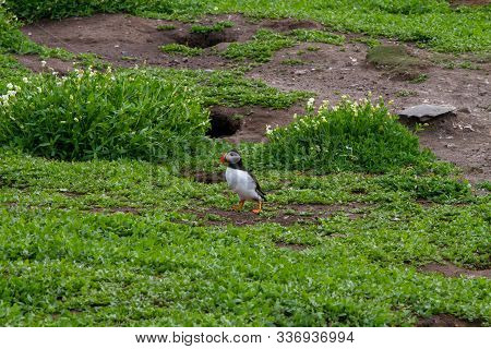 Colony Of Puffins, With Brightly Coloured Beaks,  Also Knows As Puffinry, A Circus, A Burrow, A Gath