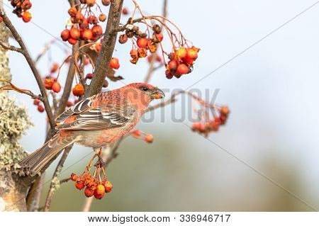 Pine Grosbeak, Pinicola Enucleator, Male Bird Feeding On Sorbus Berries