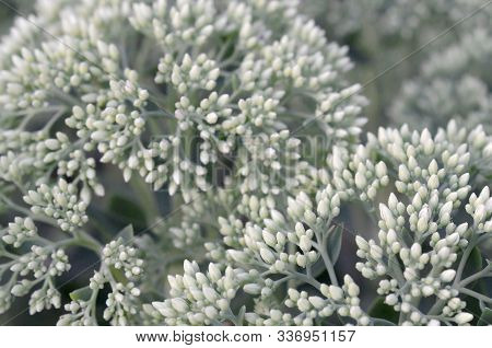 Lot Of Blooming Hylotelephium Telephium White Flowers With Green Leaves And Stems