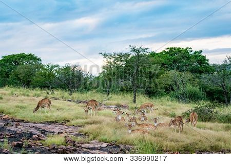Wildlife Scenery Of Ranthambore Landscape With Spotted Deer Or Chital Herd, Dramatic Blue Sky With C