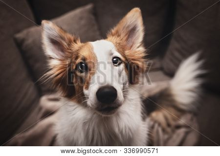 Cute Mixed Patchy Breed Dog Looking To The Camera, Pet Portrait At Home