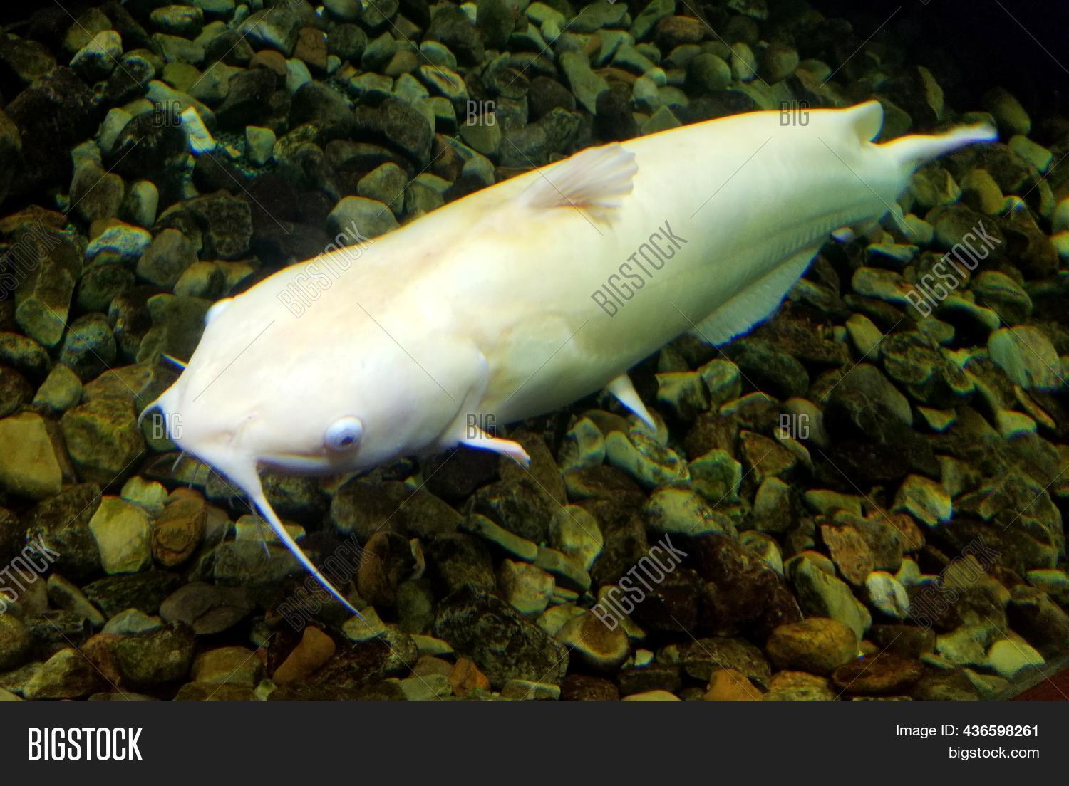 Albino Catfish Image & Photo (Free Trial) Bigstock