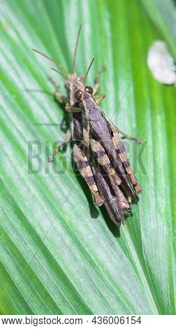Vertical Shot Of Two Brown Grasshopper's Mating On A Green Leaf In The Garden Under The Bright Dayli