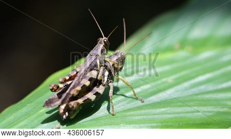 Horizontal Shot Of Two Brown Grasshopper's Mating In The Garden On A Large Green Leaf Under Bright D