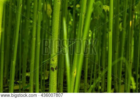 Jute Is Extracted From The Bark Of The White Jute Plant And Jute Sticks Are Used As Fueling And Fenc