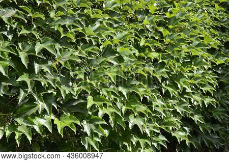 Girlish Grapes Pattern.veitchii Wild Vine .