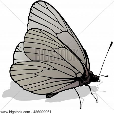 Black-veined White - Beautiful Butterfly Aporia Crataegi Isolated On White Background, Vector Illust