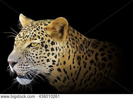 Leopard Face In Profile On Black Background (panthera Pardus) - Detailed And Realistic Colored Illus