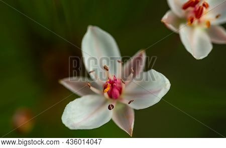 Butomus Is An Umbrella-shaped Flowering Plant Growing On The Shores Of Water Bodies