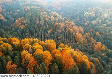 Aerial drone top down view. Yellow, orange and red autumn trees in colorful forest. Sunny day in autumn mountains