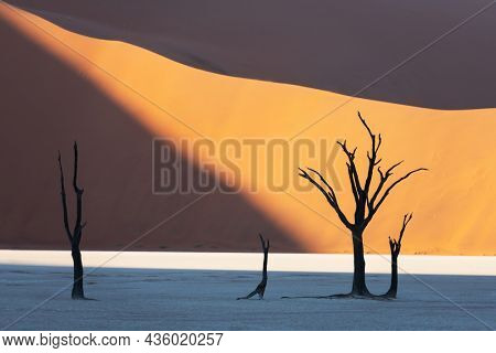 Dead Camelthorn Trees at sunrise, Deadvlei, Namib-Naukluft National Park, Namibia, Africa. Dried trees in Namib desert. Landscape photography
