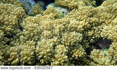 Finger-lobed Soft Coral (sinularia Leptoclados) Undersea, Red Sea, Egypt, Sharm El Sheikh, Nabq Bay
