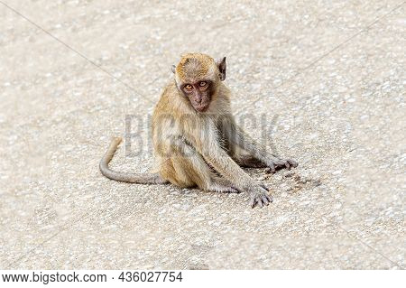 Baby Macaques With Gray Hair Crabeater Sits On Gray Sand