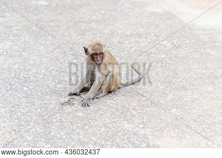Young Macaque Crabeater Sitting On The Sand Of A Tropical Island