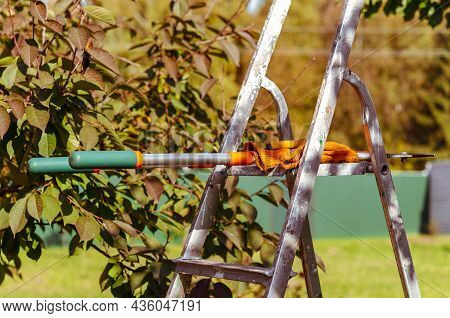 Seasonal Pruning Trees With Pruning Shears. Gardener Pruning Fruit Trees With Pruning Shears. Taking