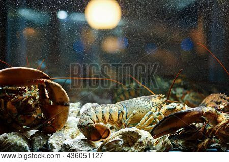 A Live Caught Lobster And Oysters Sitting At The Bottom Of A Brightly Lit Tank Waiting To Be Cooked 
