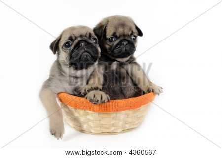 To Mops hvalpe i kurv