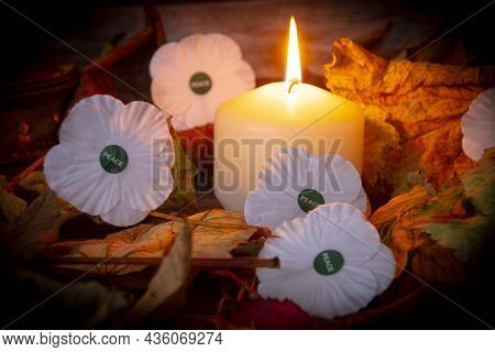 White  Poppy  Symbol Remembrance  Armistice Day  War