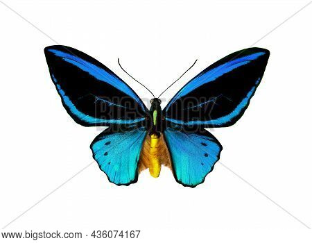 Birdwing Butterfly Isolated On White. Colorful Tropical Butterfly.