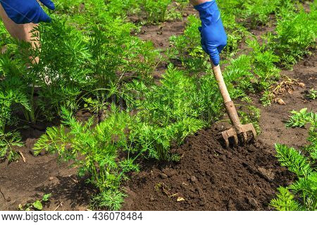 The Farmer Rakes The Soil Around The Young Carrot. Close-up Of The Hands In Gloves Of An Agronomist 